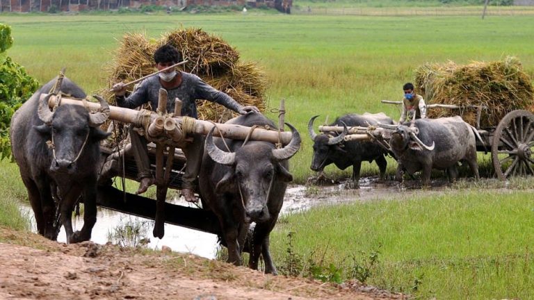 विचित्र!  मेरठ में 23 वर्षीया ने भैंस और बछड़े का यौन उत्पीड़न किया, गिरफ्तार