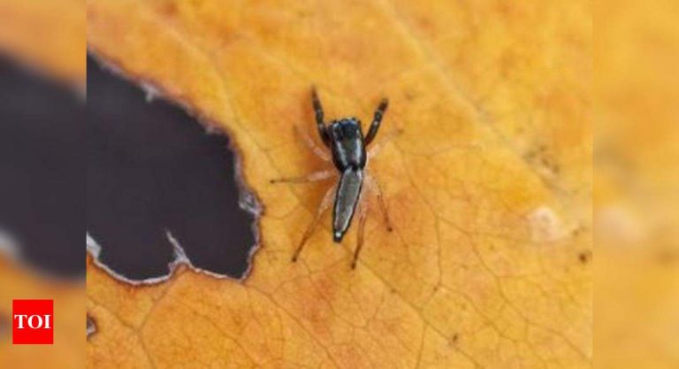 मुंबई पुलिस के सिपाही तुकाराम ओम्बले के नाम पर नई खोजी गई मकड़ी की प्रजाति |  नवी मुंबई समाचार – टाइम्स ऑफ इंडिया