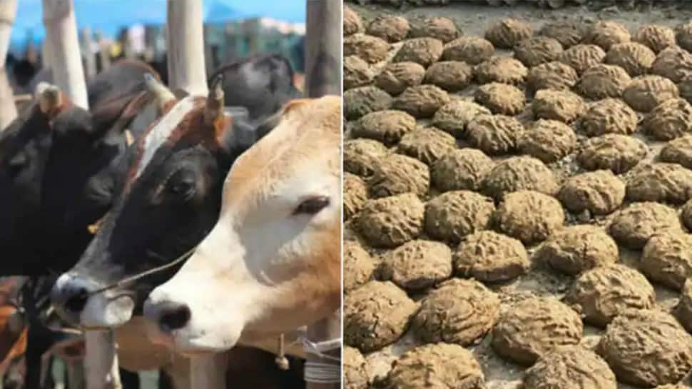 Chhattisgarh village reports 800 Kg cow dung stolen, case registered