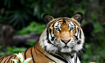 प्रिंट करने योग्य कैलेंडर बनाना, प्रकृति पर्यटन की सहायता करना: कैसे एक वन्यजीव फोटोग्राफर बाघ अभियान को बचाने में मदद कर रहा है
