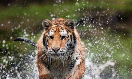 अंतर्राष्ट्रीय बाघ दिवस 2021: मिलिए इन 4 महिला फ़ोटोग्राफ़रों से, जो जंगली में बाघों के आश्चर्यजनक दृश्यों को कैद कर रही हैं