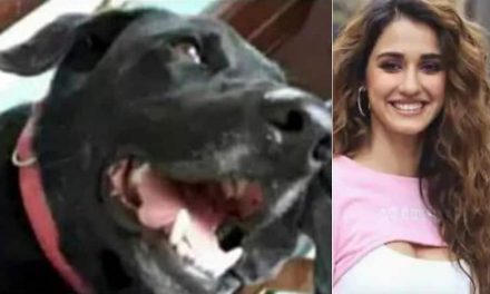 ब्रूनो के लिए न्याय: दिशा पटानी, आलिया भट्ट, सोफी चौधरी ने कुत्ते को पीट-पीटकर मार डाला