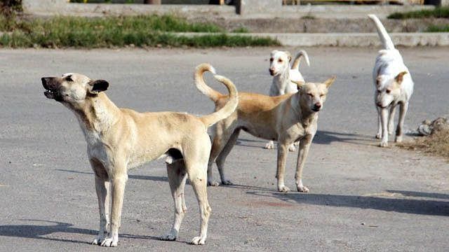 Stray dogs have right to food, feed them without causing