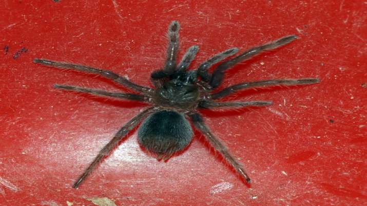 Customs seizes parcel with 107 live spiders at Chennai
