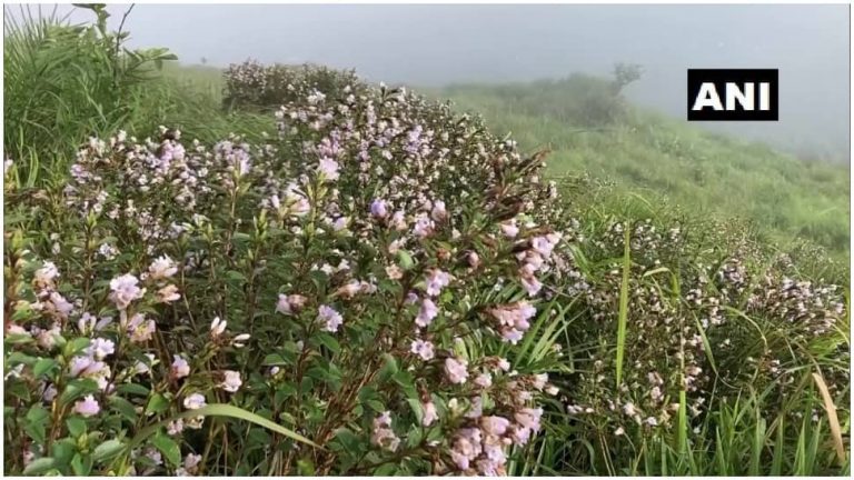 इडुक्की का शांतनपारा शालोम हिल्स 12 साल बाद नीलानुरिंकजी के फूलों से खिलता है