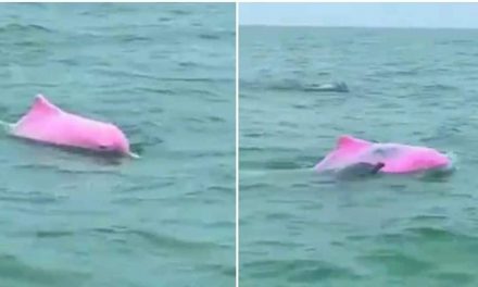 गुलाबी डॉल्फ़िन!  देखिए अद्भुत दुर्लभ नजारे का वायरल वीडियो