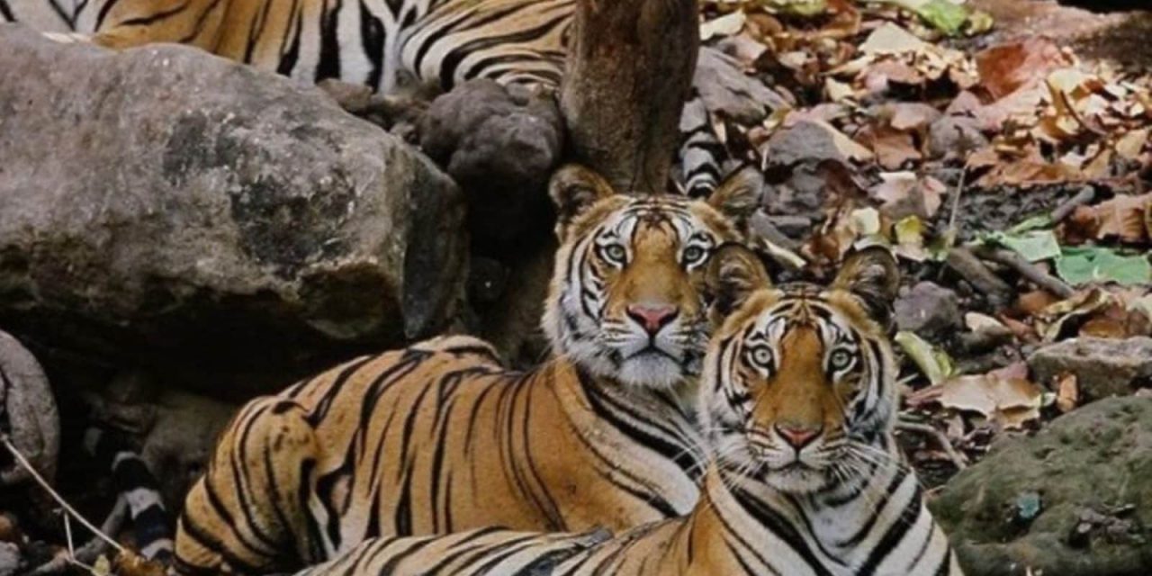 एमपी: सिंधिया ने शिवपुरी राष्ट्रीय उद्यान में बाघों के पुन: परिचय का प्रस्ताव रखा