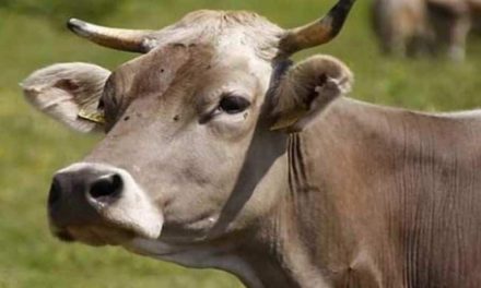 वैज्ञानिकों का मानना ​​​​है कि गाय केवल एक जानवर है जो साँस लेती है, ऑक्सीजन छोड़ती है: इलाहाबाद HC, अन्य प्रमुख अवलोकन यहाँ देखें