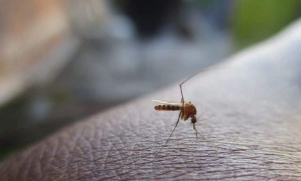 अलर्ट पर नोएडा!  उत्तर प्रदेश में डेंगू का प्रकोप जारी है, डेंगू के 13 मामले सामने आए हैं