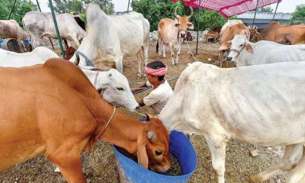 यूपी के मौलवी ने गाय को राष्ट्रीय पशु बनाने के इलाहाबाद HC के सुझाव की सराहना की