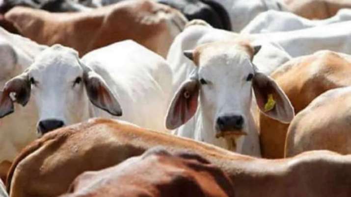 गाय को राष्ट्रीय पशु घोषित करें, उसकी सुरक्षा को हिंदुओं का मौलिक अधिकार बनाएं: इलाहाबाद हाईकोर्ट