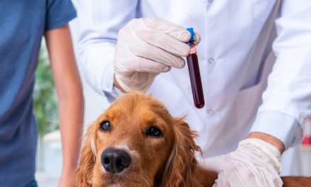 क्या आप अपने पालतू जानवर के रक्त प्रकार को जानते हैं?  यहाँ क्यों यह महत्वपूर्ण है