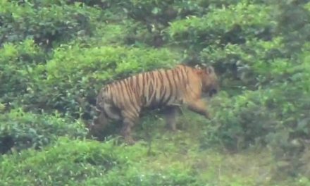 बाघ को मत मारो, यह आदमखोर नहीं हो सकता, मद्रास एचसी कहते हैं;  वन विभाग ने स्पष्ट किया