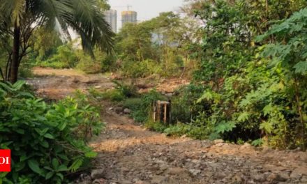 नवी मुंबई: म्हापे में MIDC प्लॉट पर बड़े पैमाने पर पेड़ काटने की जांच की मांग |  नवी मुंबई समाचार – टाइम्स ऑफ इंडिया