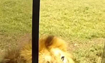 8 साल पुराने वीडियो में तंजानिया में शेर को छूते हुए पर्यटक, और फिर…