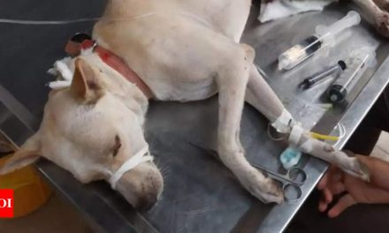 मुंबई: अंधेरी में काटा कुत्ते का लिंग;  पुलिस ने अपराध दर्ज करने को कहा |  मुंबई समाचार – टाइम्स ऑफ इंडिया