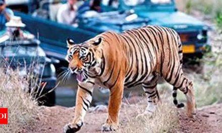 वन क्षेत्र में 1,302 वर्ग किमी की वृद्धि के साथ महाराष्ट्र नई बाघ सफारी शुरू करेगा |  मुंबई समाचार – टाइम्स ऑफ इंडिया