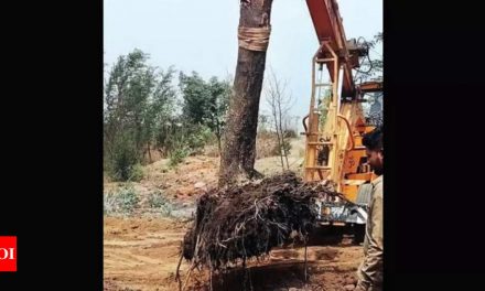 कल्याण: ठाणे: पेड़ों को बचाने के लिए स्कूल की बोली ने जीता दिल |  ठाणे समाचार – टाइम्स ऑफ इंडिया