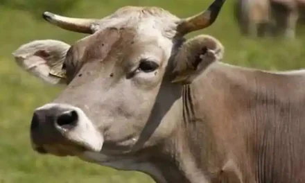 असम के डिब्रूगढ़ में गायों के लिए एम्बुलेंस सेवा का उद्घाटन