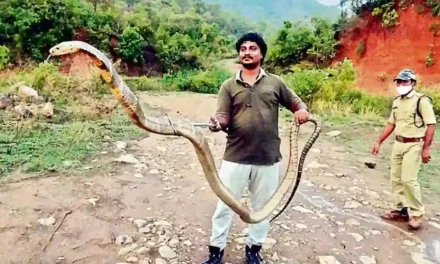 आंध्र प्रदेश: सांप पकड़ने वाले ने पकड़ा 13 फुट लंबे किंग कोबरा, तस्वीर वायरल