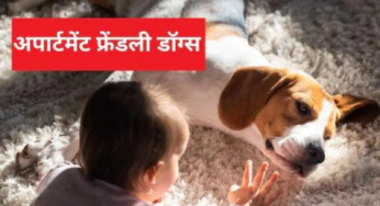 5 पालतू कुत्ते जो अपार्टमेंट में रहने के लिए सर्वश्रेष्ठ हैं