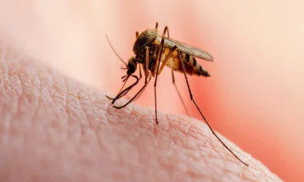 क्या आपको मलेरिया से बचाव के लिए दवा लेनी चाहिए?  यहां जानिए विशेषज्ञ क्या सुझाव देते हैं