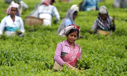 टीएमसी ने चाय बागान के कामगारों को 2021 में कम मजदूरी, बंद परिसर के रूप में मजदूरों के नुकसान को पूर्ववत करने पर ध्यान केंद्रित किया