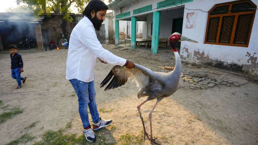 आरिफ खान सारस क्रेन, आरिफ खान सारस, आरिफ खान अखिलेश यादव, अखिलेश यादव