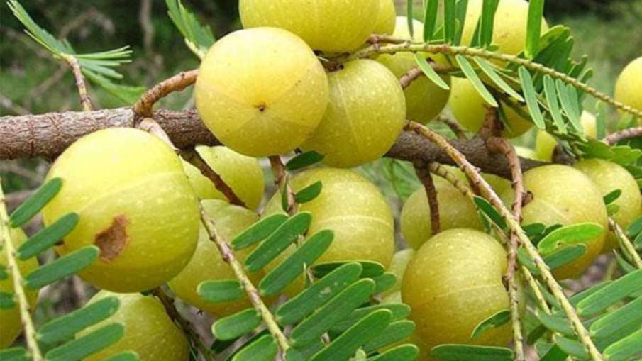 amla_benefits