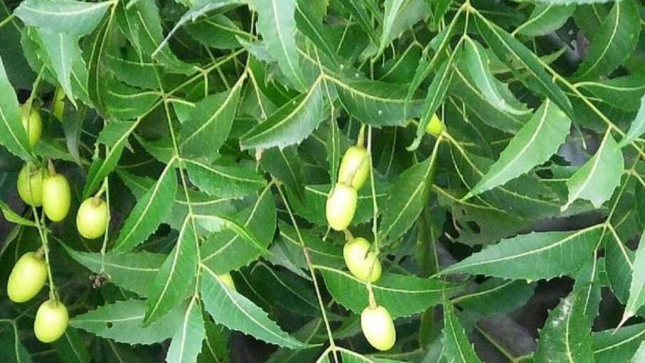 neem_for_pyria_remedies