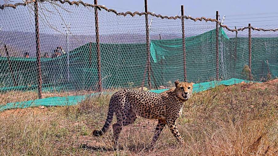 Kuno National Park, Kuno National Park Cheetah killed, Cheetahs