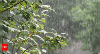 Pune News: Adverse monsoon slashes sown area of kharif pulses | Pune News – Times of India