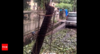 Mumbai: Tree fully chopped from trunk by civic workers in Powai; activists express concern – Times of India