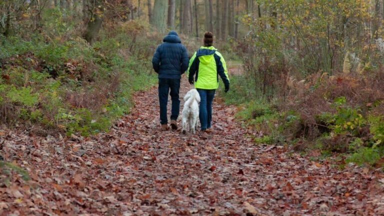 फार्ट वॉक क्या है और यह फिटनेस ट्रेंड क्यों वायरल हो रहा है – स्वास्थ्य लाभ जानें