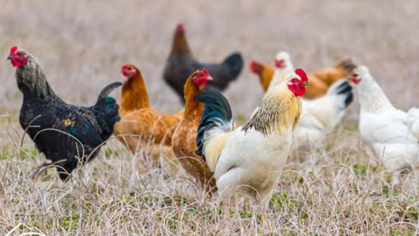 बर्ड फ्लू (1)