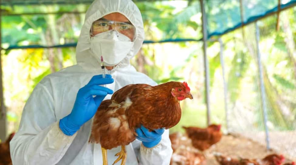 तेलंगाना में संदिग्ध बर्ड फ्लू का प्रकोप: 2,500 मुर्गियों की मौत, हाई अलर्ट पर अधिकारी 