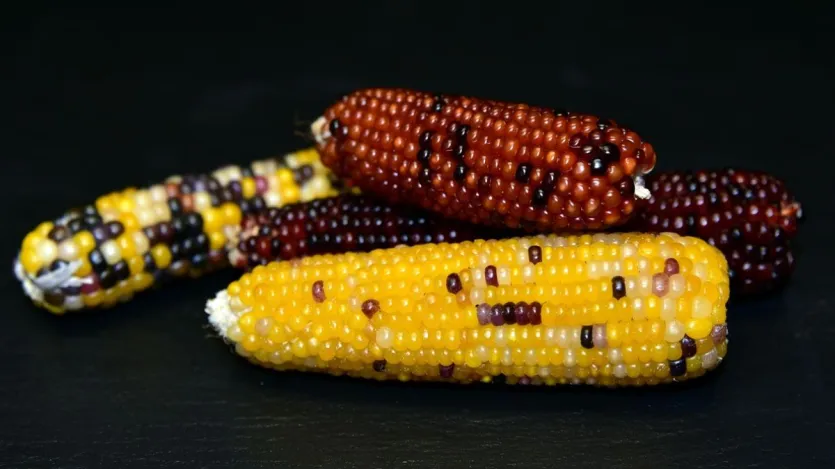 तंग बात अफ़मण तंगुहमक्युर, 15.16% है, जो इसे देश देश देश देश देश देश देश देश देश देश देश देश देश देश देश देश देश देश देश देश देश देश देश Vasaut औ r क क e क e मक