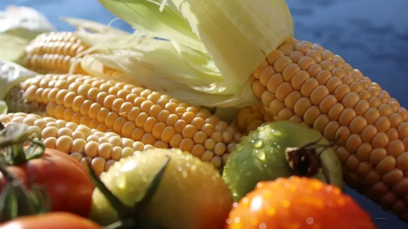 Vasam इस लिस kt में में चौथे चौथे rur t जो जो देश देश देश के के के के के के के के के के के के देश देश देश देश देश देश जो जो जो जो जो जो जो जो जो जो जो जो जो जो जो जो जो जो जो जो जो जो जो जो जो जो जो जो Vasam के कई जिलों जिलों में में में मक मक मक मक मक rurबी औ सीजन में में में में में में में में तमाहा kasak yanaut r होने के के के kairण उत उत ज ज जthabasabasabasaum