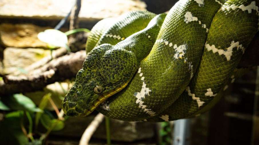 क्यों सांपों ने त्वचा को बहाया, कैसे सांप भोजन के बिना जीवित रहते हैं