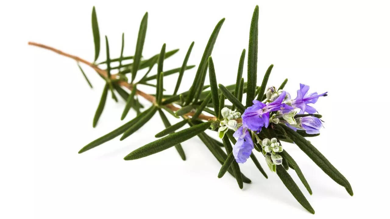 रोज़मेरी