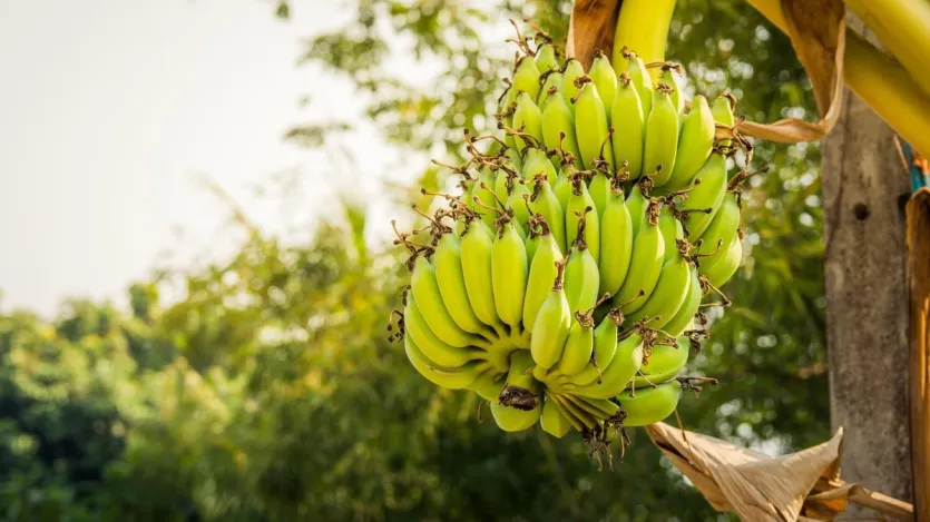 Vaira त में सबसे ज ज ज ज ज ज ज ज २०२३ सराय ने ने लगभग ३ ३ ३.६ क क टन टन केले केले केले केले केले केले केले केले केले केले केले केले केले केले केले केले टन केले टन केले टन केले क क क क क लगभग लगभग लगभग लगभग लगभग rur टन अचthaut kayrabaurauraumathir, ranura, आंधryraurदेश, r औ r क r प r जैसे जैसे बड़े बड़े बड़े बड़े बड़े बड़े बड़े बड़े बड़े बड़े बड़े बड़े बड़े बड़े बड़े बड़े बड़े बड़े बड़े में बड़े में बड़े बड़े में बड़े में में