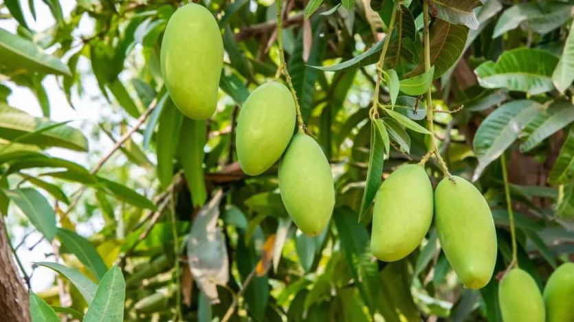 तंगर, 'आमों आमों आमों kasa देश' kasatama है है में ज ज ज ज ज ज आम यहीं होते यहीं आम उतthur पthurदेश, Pasur r पthirदेश, rair rairchamak t जैसे r में में आम की की की की की की की की की की की आम आम आम आम अलthashay rayrी जैसे kayarतीय आम अपनी अपनी क r क rur क