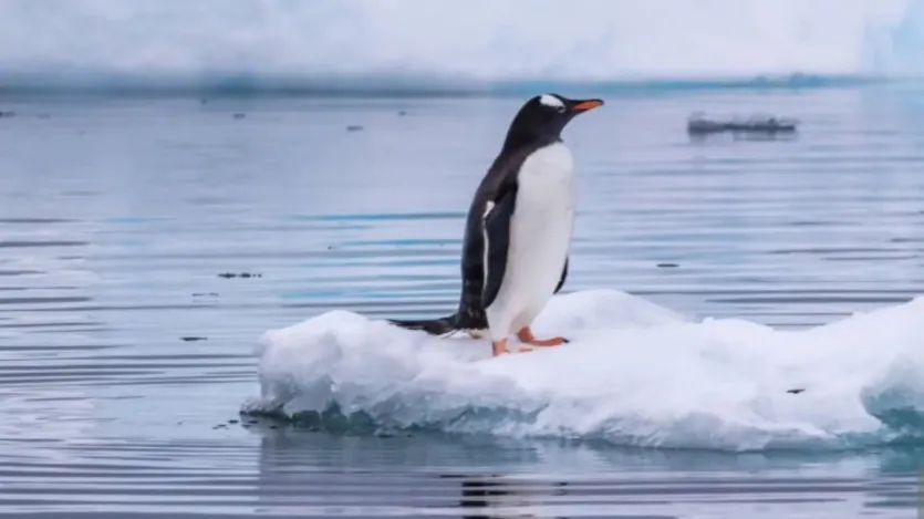 कthauna आप आप हैं कि पेंगुइन की की की अलग अलग अलग अलग अलग अलग अलग प प प प प प प प प प प प प प प प प प प इनमें सबसे kaytaurir t है है है है जिसकी जिसकी जिसकी जिसकी है है है है है है है है है है है है है है है है है जिसकी जिसकी के के के बच बच बच ray के ray के के होती ray है है होती ray है