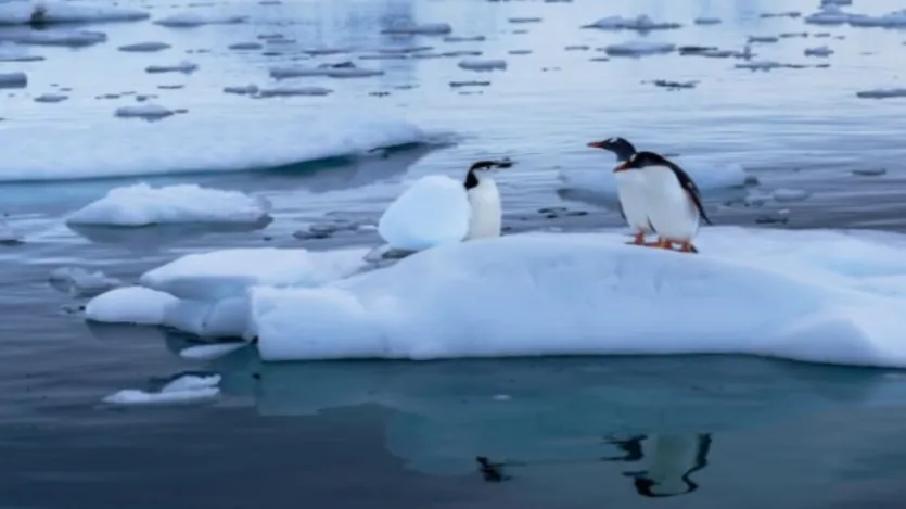 पेंगुइन नहीं सकते, लेकिन लेकिन वे कुशल कुशल तै तै तै अफ़सरी इनमें से सम tharapay पेंगुइन rir t भी भी भी होते होते ये पेंगुइन आधुनिक आधुनिक kana-पोषण की की में सबसे आगे होत होत हैं हैं हैं हैं हैं हैं हैं होत होत होत होत होत होत 