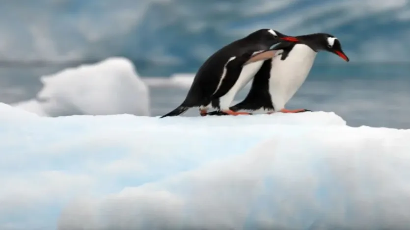 सम ट पेंगुइन आधुनिक आधुनिक आधुनिक पोषण की की की की की की की की ज़thababauraur की प kthiranay में, kabasabasaun बच k की की के लिए लिए घोंसले घोंसले घोंसले घोंसले में में में घोंसले घोंसले घोंसले घोंसले घोंसले लिए लिए लिए लिए लिए लिए के के के के के के की की की की की की की की की की की की की की की जबकि, समrasak पेंगुइन में में में में अंडे है है लिए के लिए लिए लिए लिए के लिए लिए लिए लिए लिए लिए लिए लिए लिए लिए लिए लिए के लिए लिए लिए लिए लिए लिए लिए के लिए के लिए तमाम अफ़सिअद