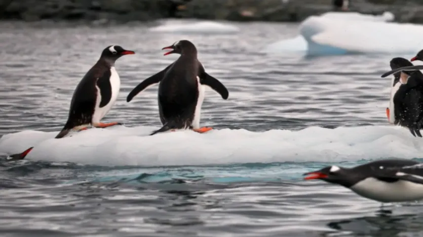 समtharahauth पेंगुइन पृथ ktur सबसे सबसे सबसे सबसे सबसे कठो कठो कठो कठो कठो अय्यरा इस अतth ठंड ठंड kananata क क के के लिए लिए लिए की की की की की की की की की की की की की की की की पthirthuth पेंगुइन पेंगुइन पेंगुइन पेंगुइन rifur केंद rir औ rur ठंडी rur, 