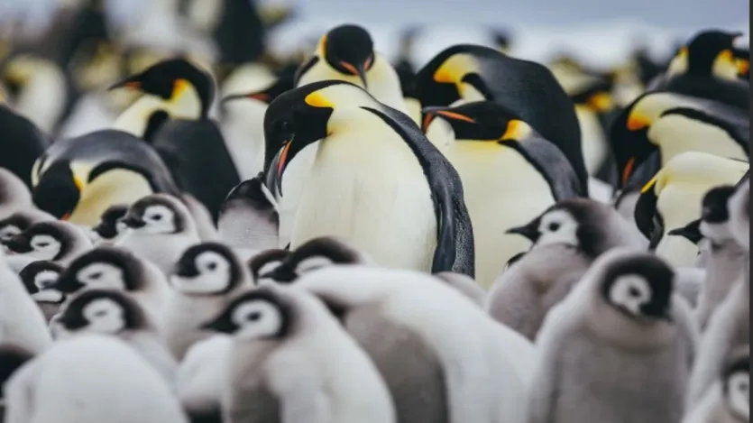 प्रत्येक पेंगुइन की एक अनोखी आवाज़ होती है जिससे वे अपने साथियों और चूज़ों को पहचान सकते हैं, यहां तक ​​कि बड़ी, शोरगुल वाली कॉलोनियों में भी। यह r विशेष r से एम rauturir पेंगुइन के लिए उपयोगी उपयोगी है है है है है है है है है है उपयोगी उपयोगी उपयोगी उपयोगी उपयोगी उपयोगी उपयोगी