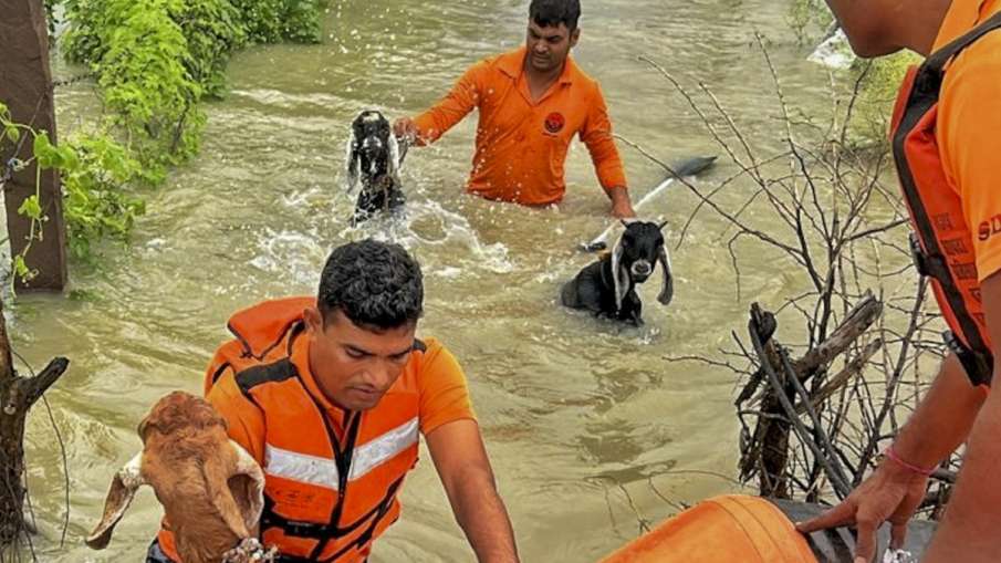 पशु बचाव