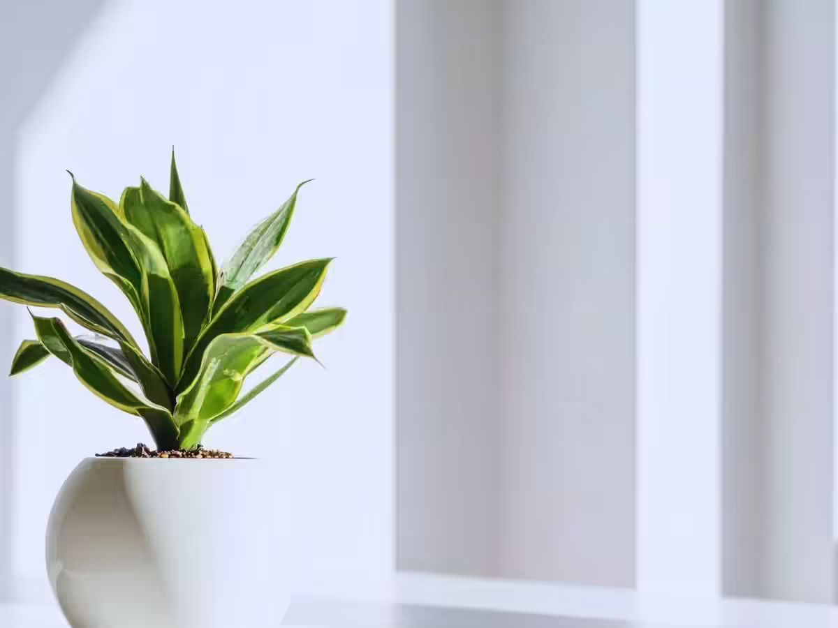 साँप का पौधा