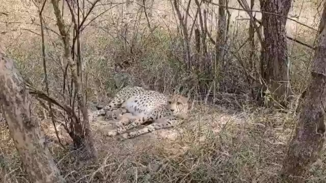 चीता